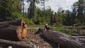 Best Firewood Processing and Delivery  in Norwood, NJ