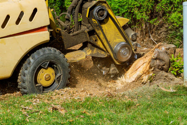 Best Arborist Consultation Services  in Norwood, NJ