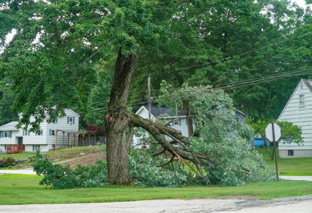 How Our Tree Care Process Works  in  Norwood, NJ