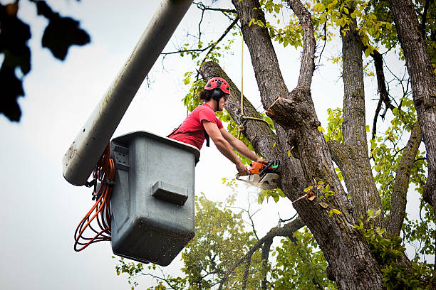 Mulching Services in Norwood, NJ
